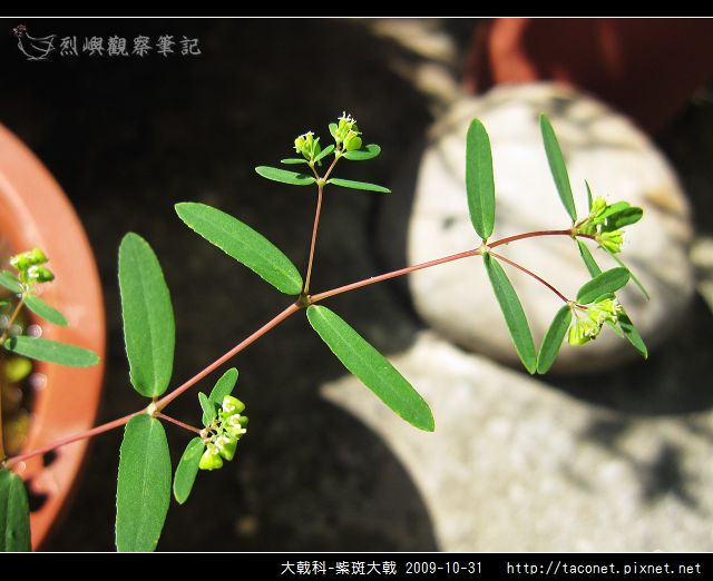 大戟科-紫斑大戟_02.jpg