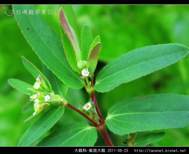 大戟科-紫斑大戟_09.jpg