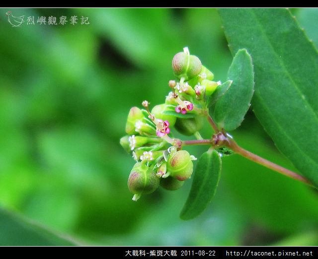 大戟科-紫斑大戟_07.jpg