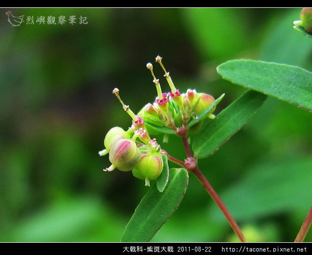 大戟科-紫斑大戟_05.jpg