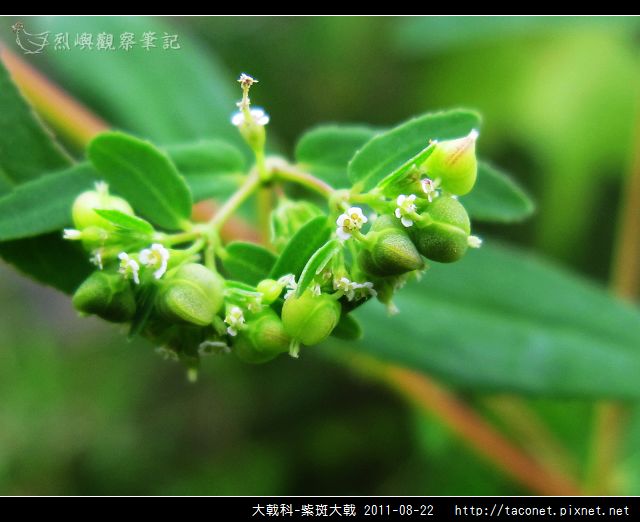 大戟科-紫斑大戟_04.jpg