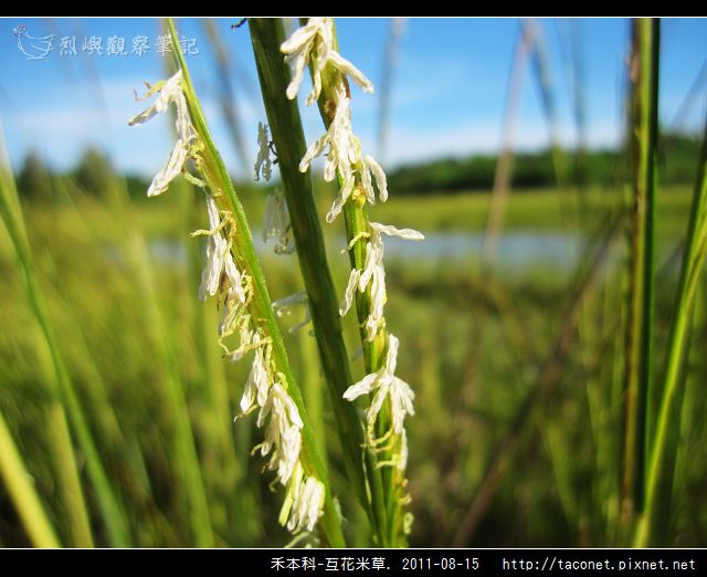 禾本科-互花米草_14.jpg