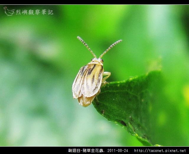 鞘翅目-豬草金花蟲_08.jpg