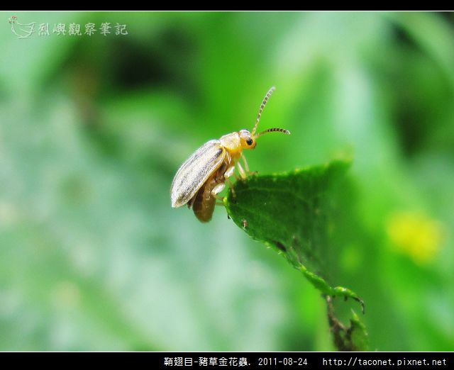 鞘翅目-豬草金花蟲_07.jpg