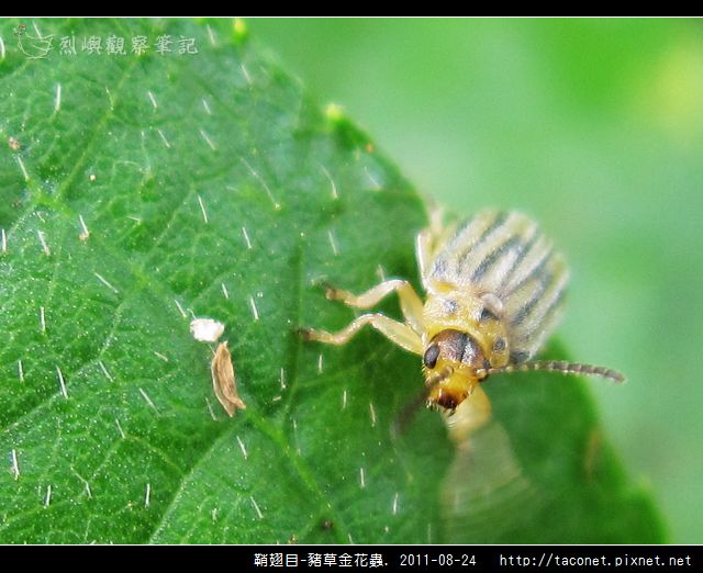 鞘翅目-豬草金花蟲_06.jpg
