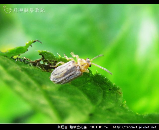 鞘翅目-豬草金花蟲_04.jpg