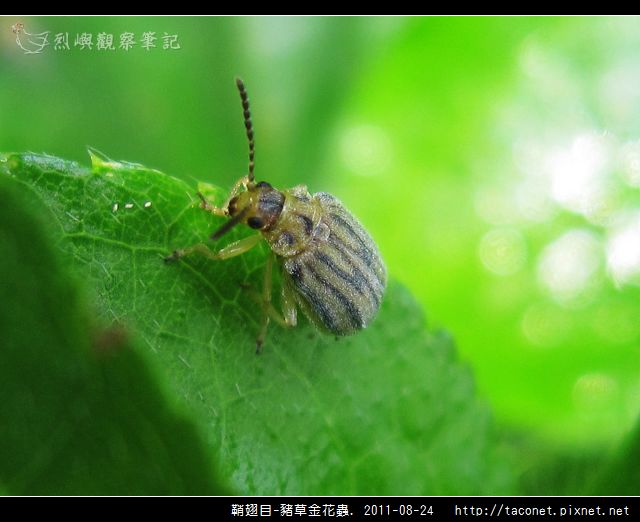 鞘翅目-豬草金花蟲_03.jpg