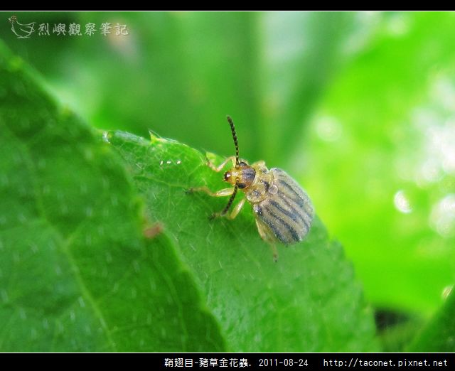 鞘翅目-豬草金花蟲_02.jpg