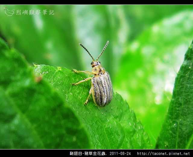鞘翅目-豬草金花蟲_01.jpg