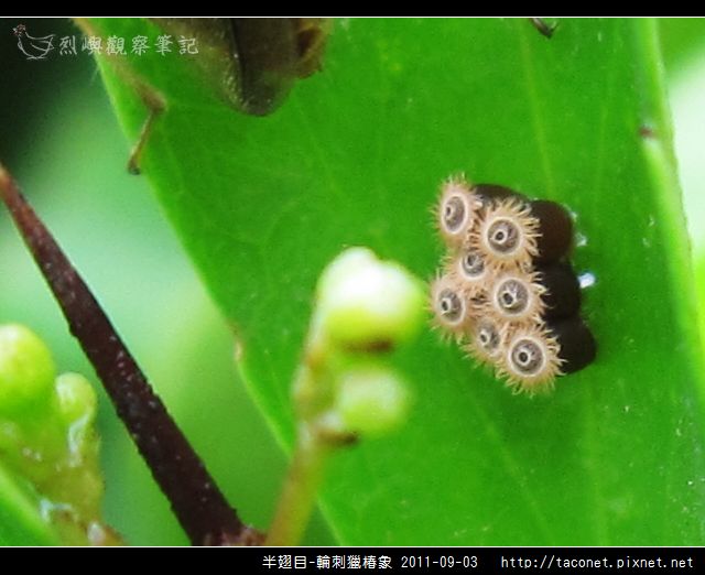 半翅目-輪刺獵椿象_04.jpg