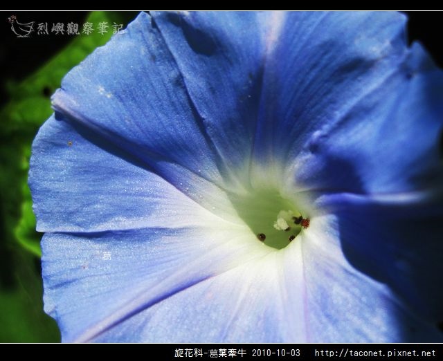 旋花科-葛葉牽牛相簿封面