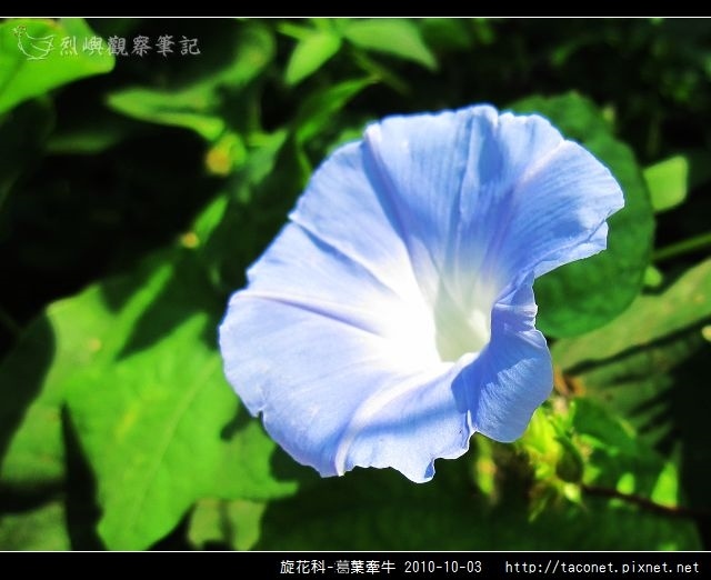 旋花科-葛葉牽牛-16.jpg