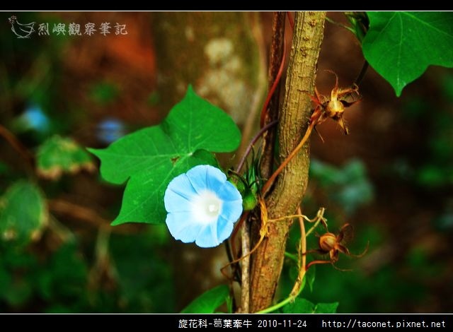 旋花科-葛葉牽牛-02.jpg