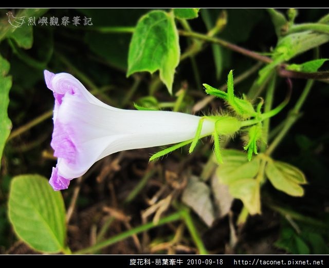旋花科-葛葉牽牛-08.jpg