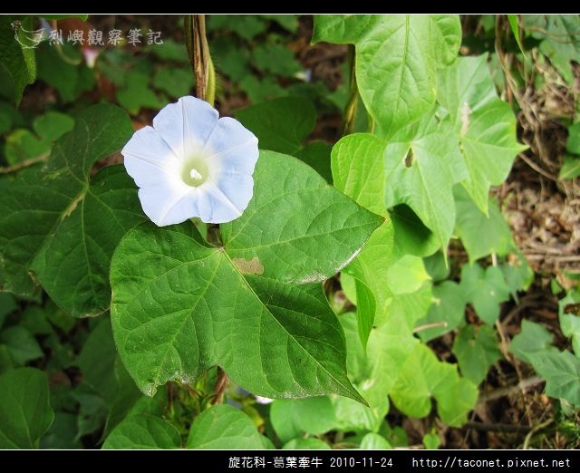 旋花科-葛葉牽牛-07.jpg