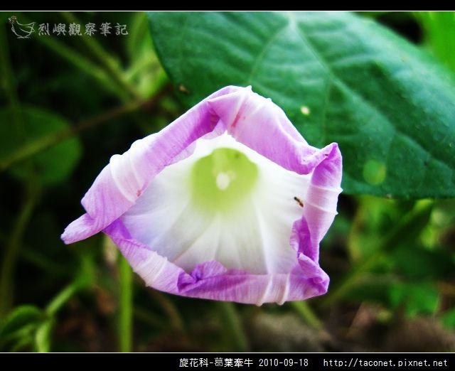 旋花科-葛葉牽牛-06.jpg