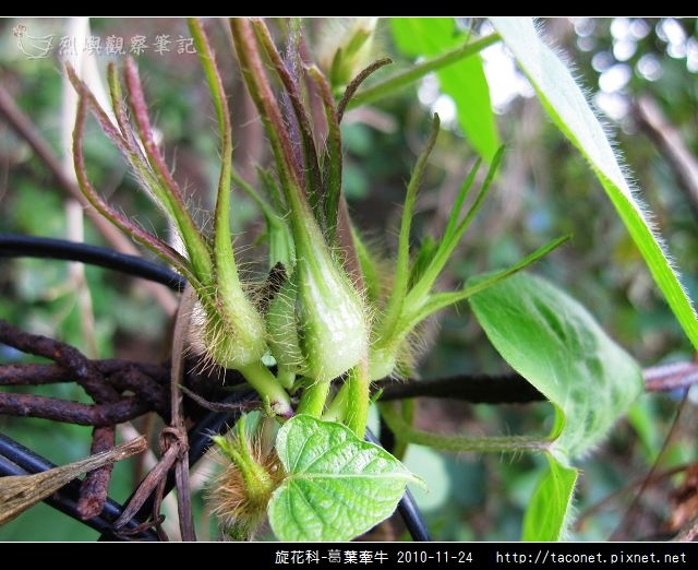 旋花科-葛葉牽牛-04.jpg