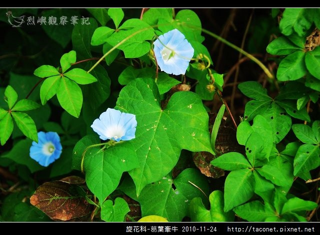 旋花科-葛葉牽牛-01.jpg
