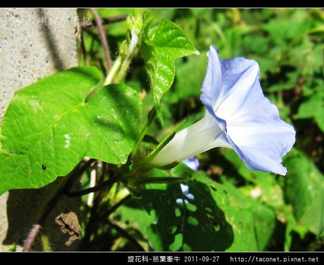 旋花科-葛葉牽牛-12.jpg