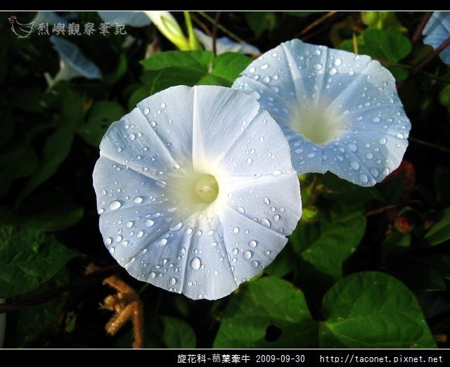 旋花科-葛葉牽牛-15.jpg