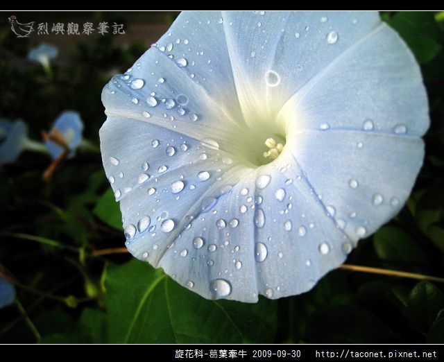 旋花科-葛葉牽牛-14.jpg