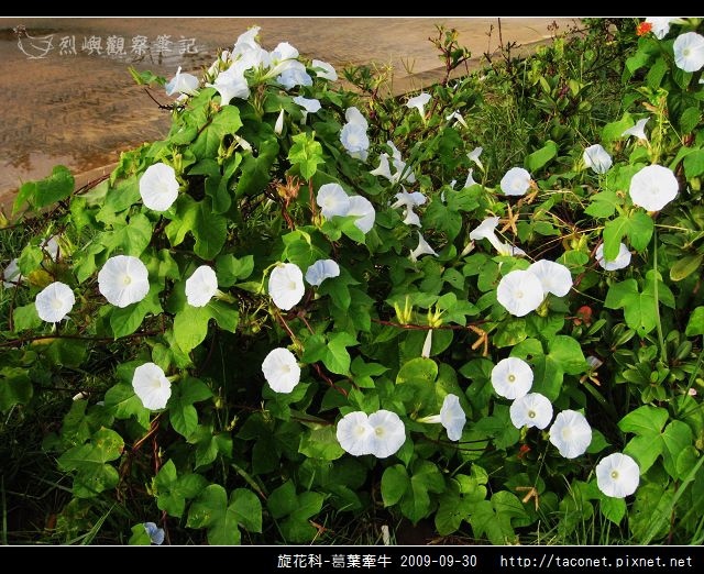 旋花科-葛葉牽牛-13.jpg