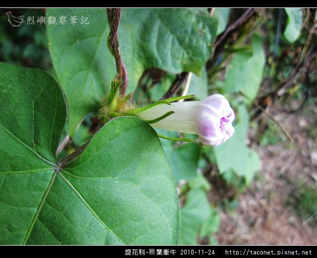 旋花科-葛葉牽牛-05.jpg