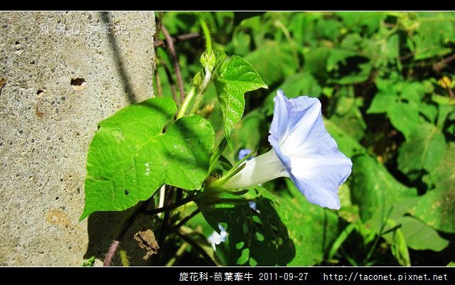 旋花科-葛葉牽牛-10.jpg