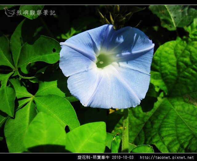 旋花科-葛葉牽牛-09.jpg