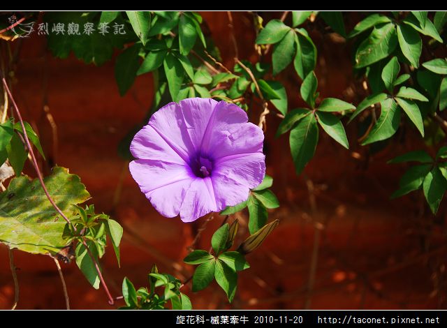 旋花科-槭葉牽牛_05.jpg
