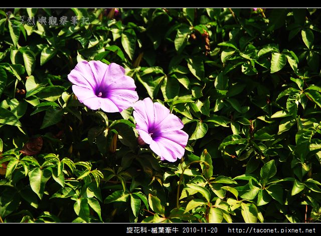 旋花科-槭葉牽牛_04.jpg