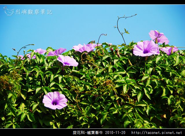 旋花科-槭葉牽牛_03.jpg