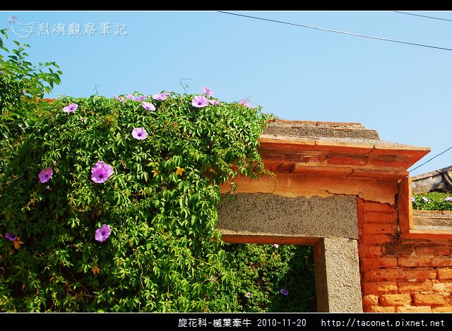 旋花科-槭葉牽牛_02.jpg
