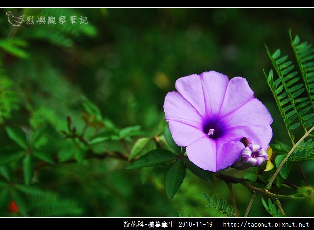 旋花科-槭葉牽牛_01.jpg