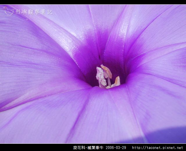 旋花科-槭葉牽牛_11.jpg