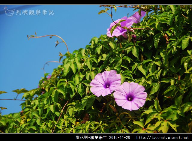 旋花科-槭葉牽牛_08.jpg