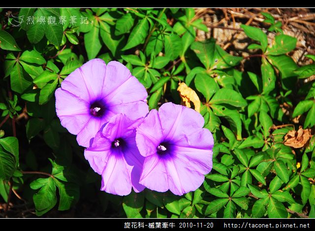 旋花科-槭葉牽牛_07.jpg