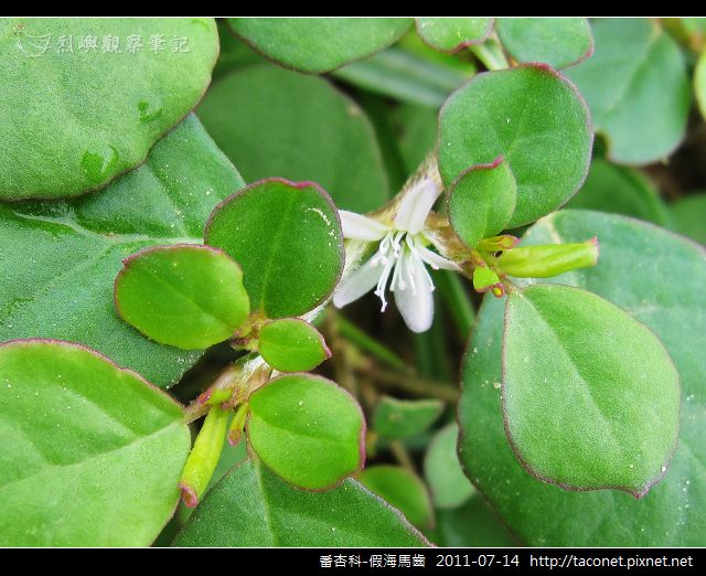 番杏科-假海馬齒_10.jpg