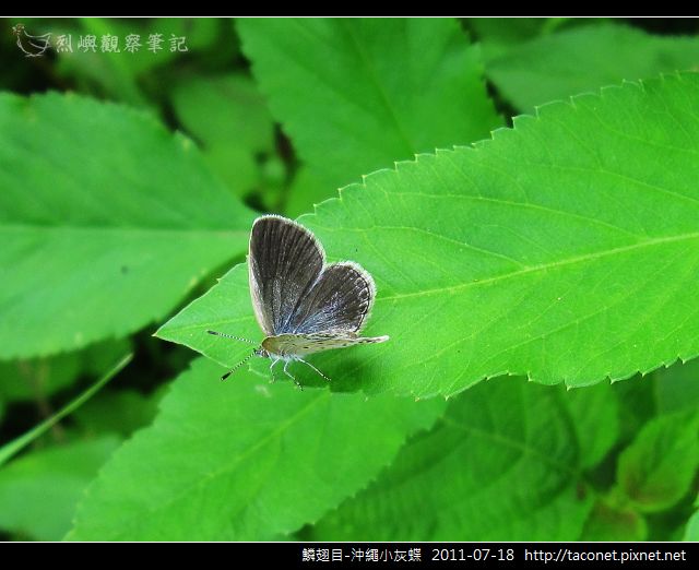 鱗翅目-沖繩小灰蝶_13.jpg