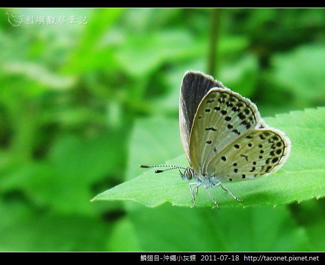 鱗翅目-沖繩小灰蝶_12.jpg