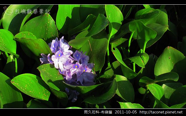 雨久花科-布袋蓮相簿封面