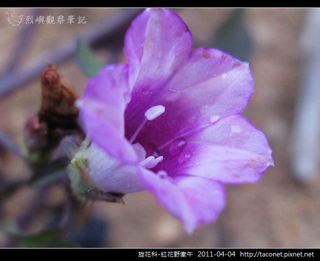 旋花科-紅花野牽牛_12.jpg
