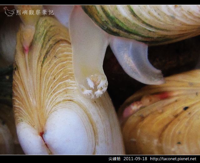 尖峰蛤_04.jpg