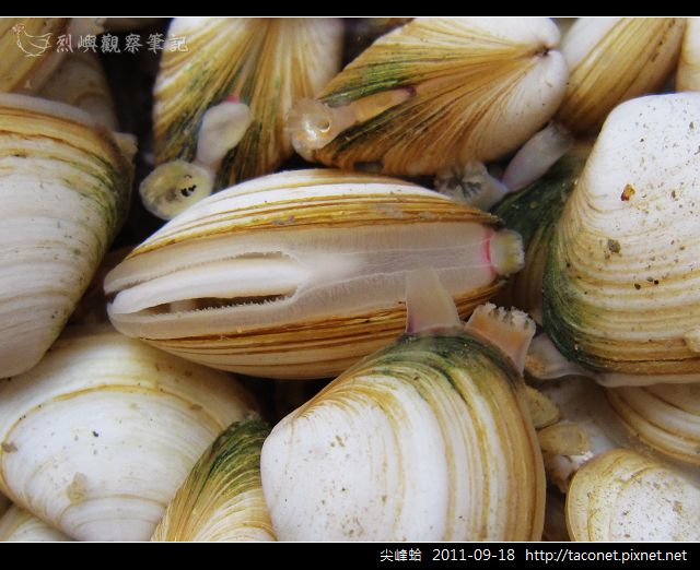 尖峰蛤_02.jpg