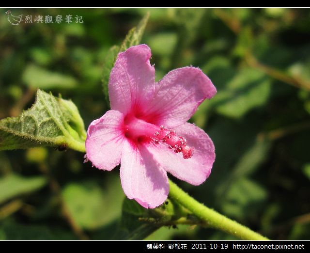 錦葵科-野棉花_13.jpg