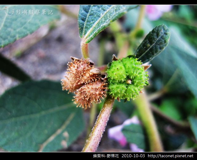 錦葵科-野棉花_04.jpg