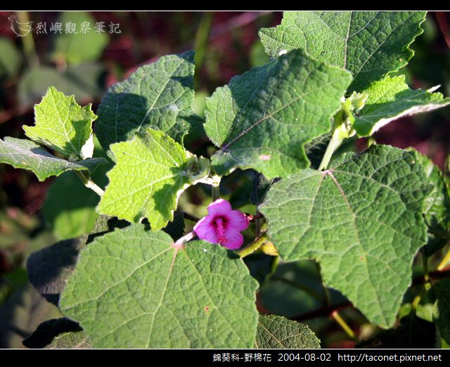 錦葵科-野棉花_01.jpg
