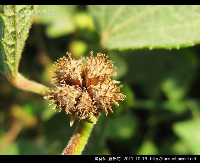錦葵科-野棉花_12.jpg