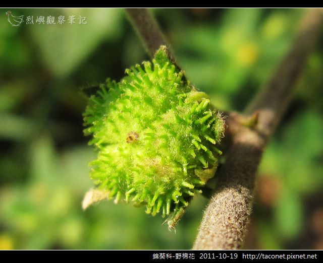 錦葵科-野棉花_11.jpg