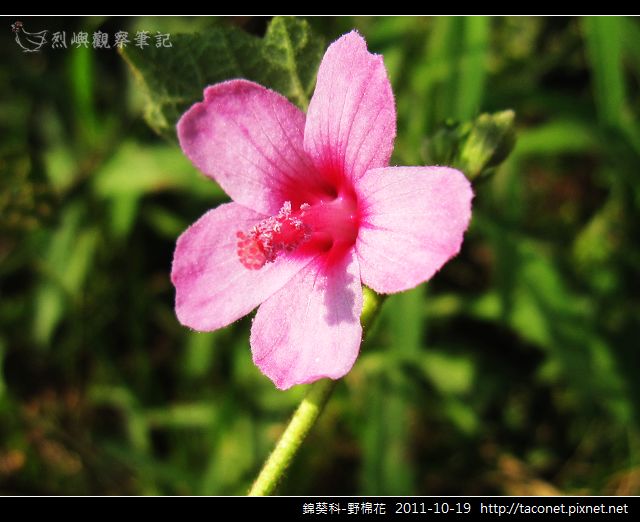 錦葵科-野棉花_09.jpg